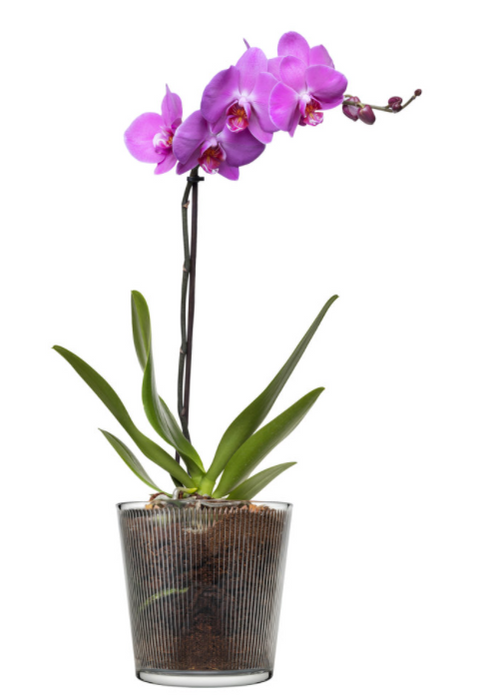 Glass Orchid Flower Pot. Stripe Straight Line Design Round Vase. Decorative Pot.