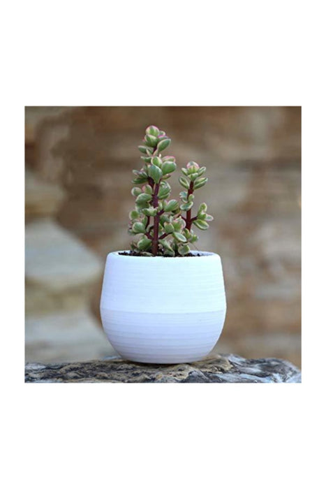 Small Colourful Flower Pot. Decorative Indoor Cactus Pot. (Pack of 3) (0.13L / 0.51L / 1.3L)