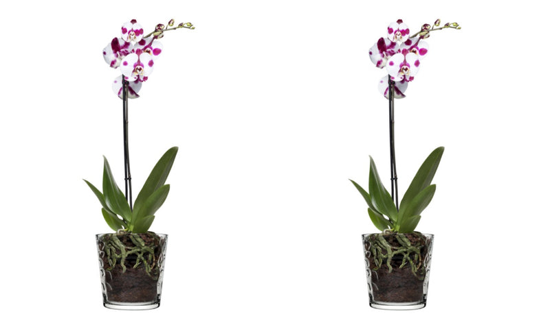 2x Glass Orchid Flower Pot. Ice Mosaic Design Round Vase. Decorative Pot.