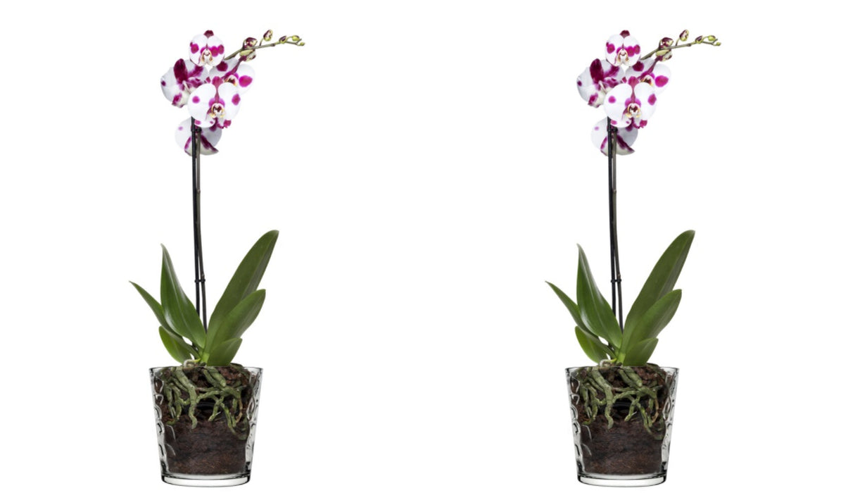 2x Glass Orchid Flower Pot. Ice Mosaic Design Round Vase. Decorative Pot.