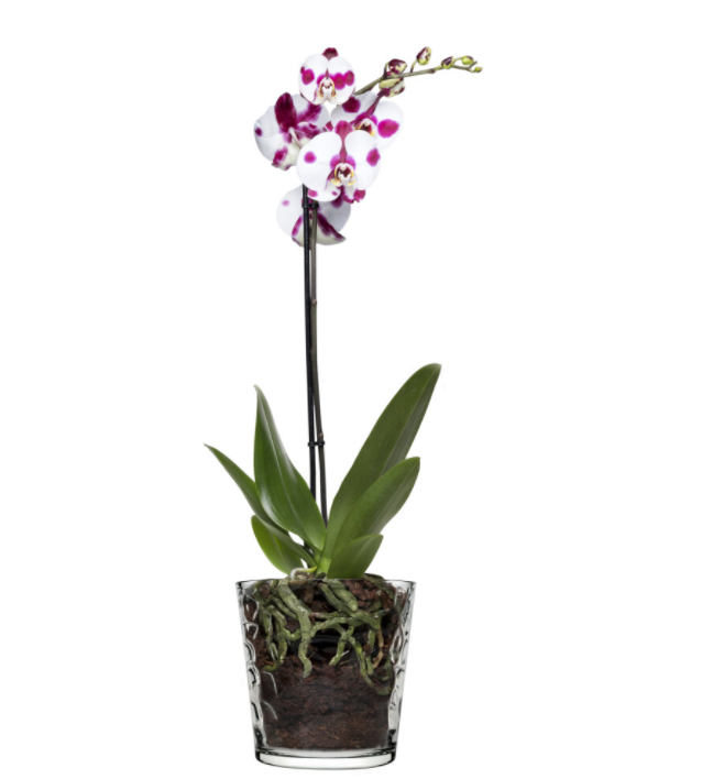 Glass Orchid Flower Pot. Ice Mosaic Design Round Vase. Decorative Pot.