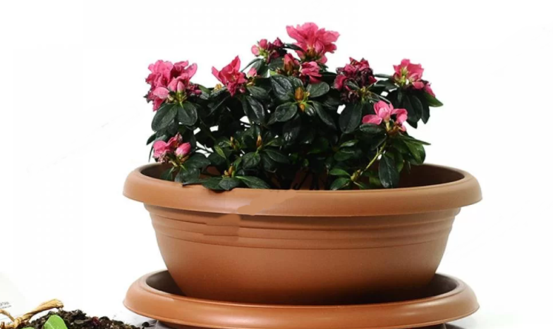 Wide Shallow Flower Pots with Saucer. Plastic Succulent Planter. (Diameter 34 cm)