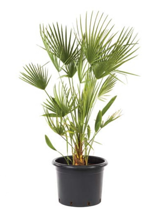 Heavy Duty Black Plastic Plant Pot. Nursery Pot. Outdoor. (Pack of 5) (17.5 L).