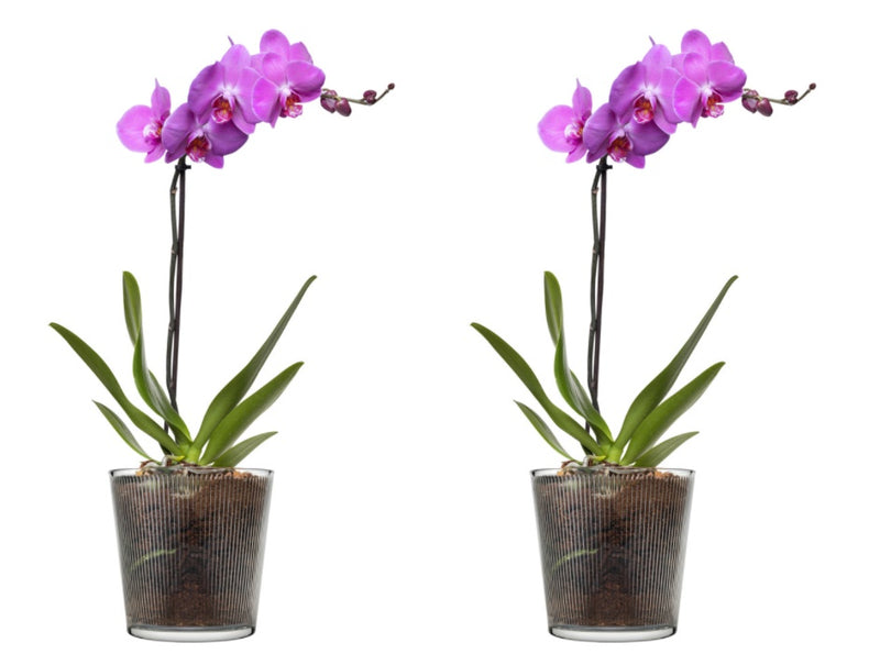 2x Glass Orchid Flower Pot. Stripe Straight Line Design Round Vase. Decorative Pot.